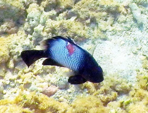 A Damselfish in Distress has a Happy Ending