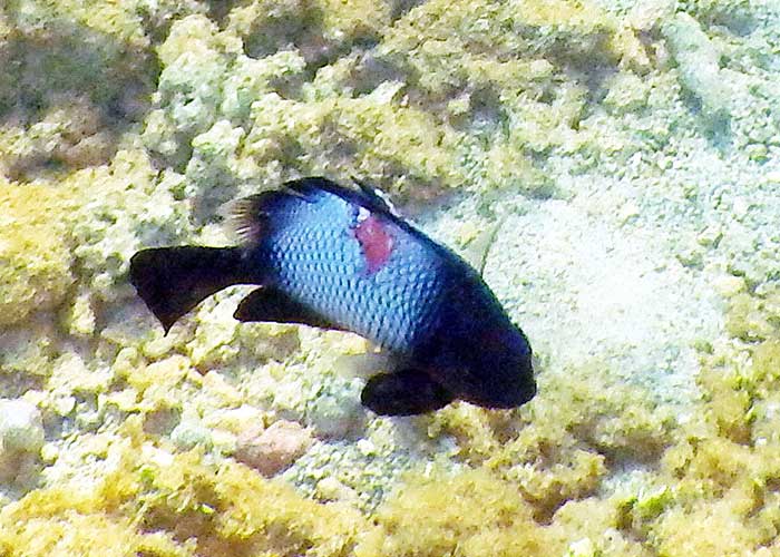 damselfish-fowa