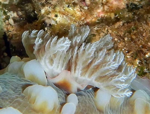 Running Aground with a Clumpy Nudibranch