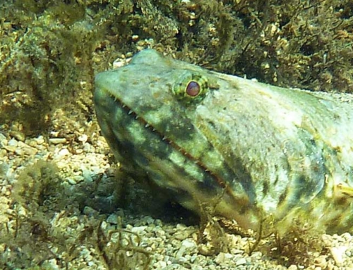 Lizardfish Below, White Terns Above