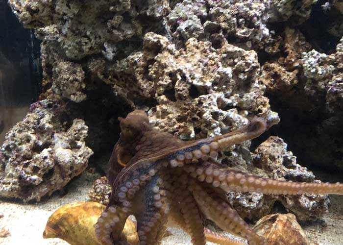 Must have been feeding time - Friends of the Waikīkī Aquarium